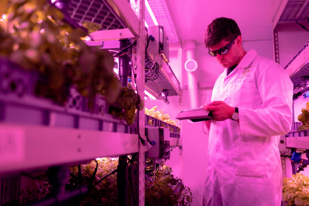 A man monitors crops on a tablet in a pink lit indoor farm